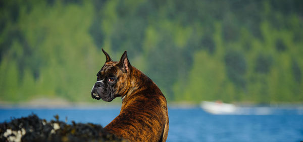 Dog looking away while standing by lake