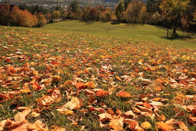 Autumn leaves on field