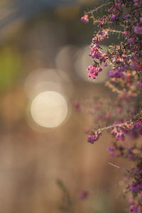 Close-up of flowers growing on tree