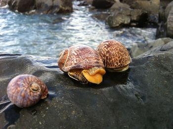 Close-up of snail in sea