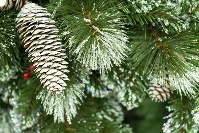 Close-up of pine tree leaves