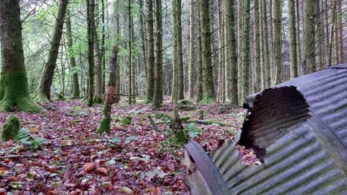 View of trees in forest