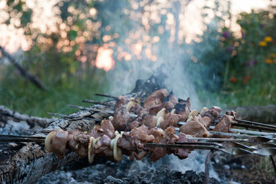 Close-up of mushrooms growing in forest