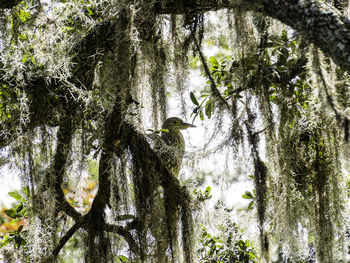 View of a bird on a tree