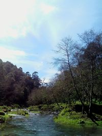 River amidst trees in forest against sky