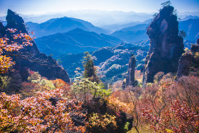 View of trees with mountain in background