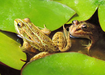 Close-up of frog on leaf