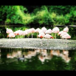 Close up of white flowers