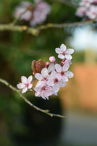 Close-up of pink cherry blossoms