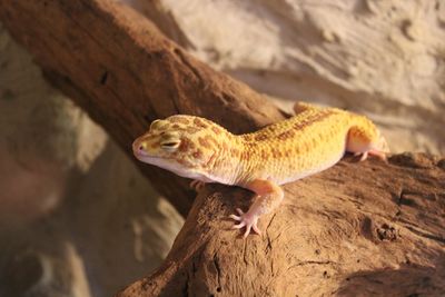 Close-up of lizard on rock