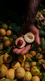 Close-up of hand holding fruits