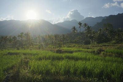 Scenic view of field against sky