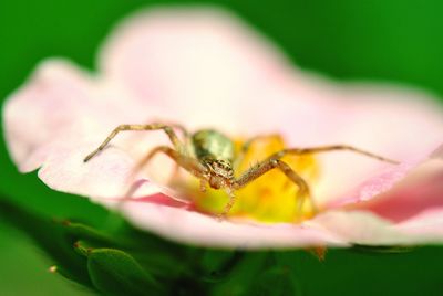 Close-up of insect on flower