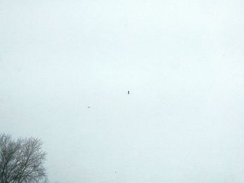 Bird on snow covered landscape against clear sky