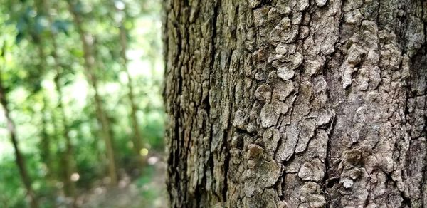 Close-up of tree trunk in forest