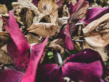 Close-up of purple flowers on dry leaves