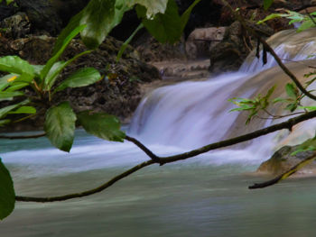 Close-up of fresh plants against calm water