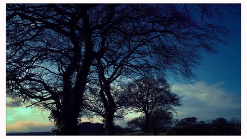 Bare tree against sky