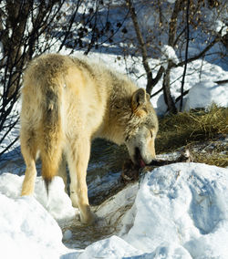 animal