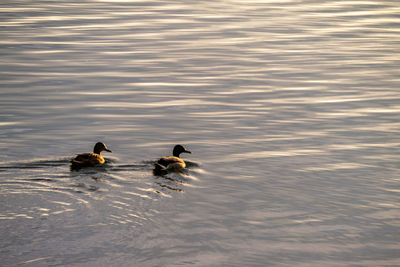 Duck swimming in lake