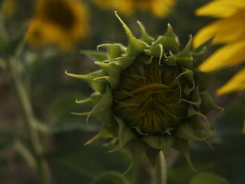 Close-up of flower against blurred background