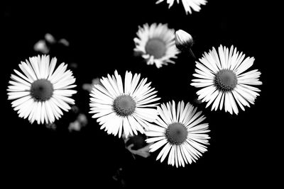 Close-up of white flowers against black background