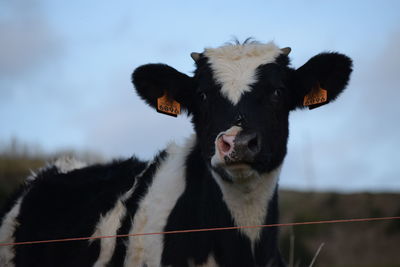 Portrait of cow