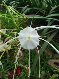 Close-up of white flower blooming in field