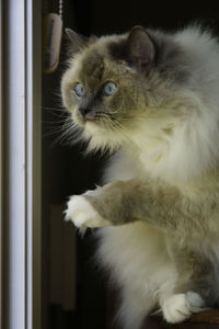 Close-up of cat looking away