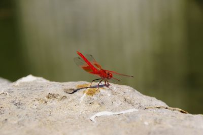 Close-up of insect on rock