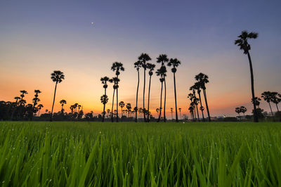 Scenic view of agricultural field against sky during sunset