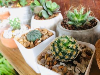 High angle view of potted plants on table