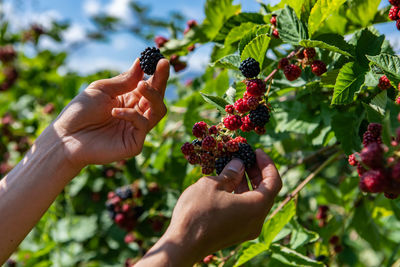 Cropped image of hand holding berries