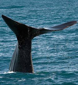 Low section of whale in calm blue sea