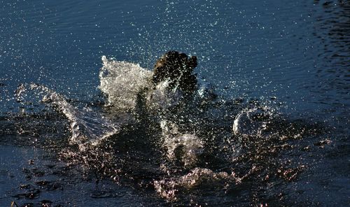 Man swimming in sea
