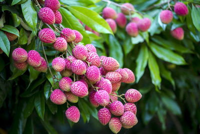 Close-up of pink berries growing on plant