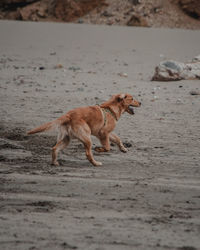 Side view of dog running on sand at beach