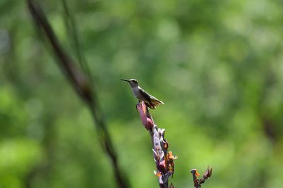 Hummingbird perching on plant