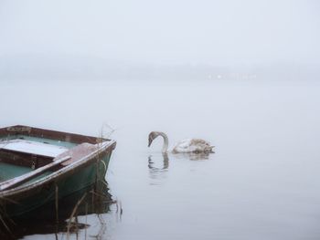 Swan in lake against sky