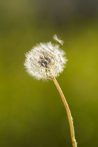 Close-up of dandelion flower