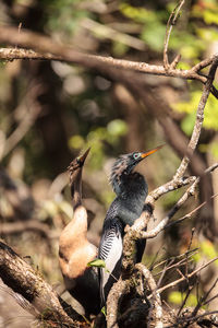 Close-up of bird perching on branch