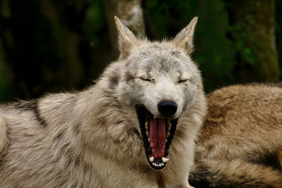 Wolf yawning showing fangs