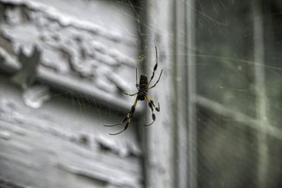 Close-up of spider on web