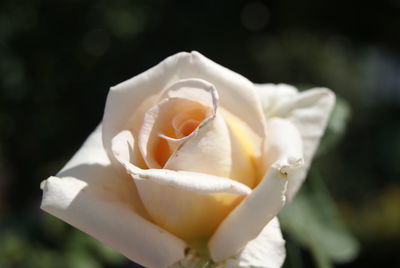 Close-up of white rose