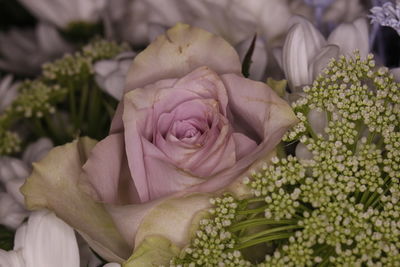 Close-up of pink roses blooming outdoors