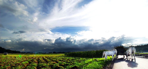 Scenic view of grassy field against sky