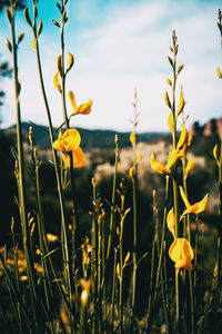 Close-up of yellow flowering plants on field