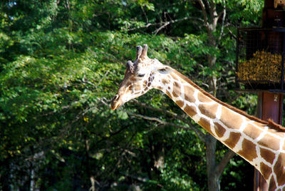 Giraffe in a forest