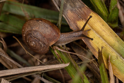 Close-up of snail on plant