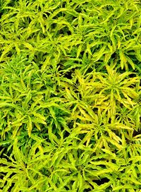 Full frame shot of fresh green plants